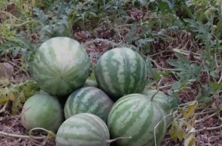 طرق زراعة البطيخ
