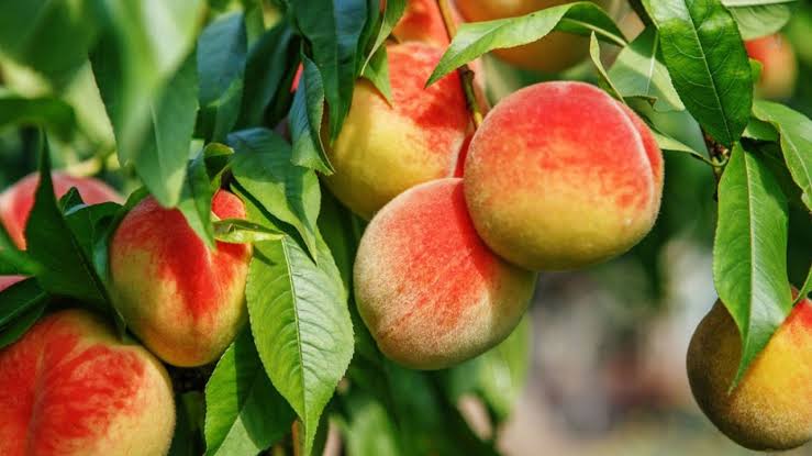 متى موسم الخوخ في السعودية؟