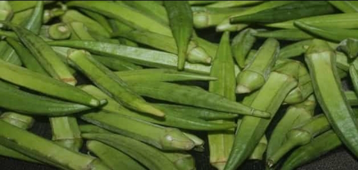 موعد زراعة البامية في السعودية